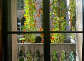Looking out the window at plants