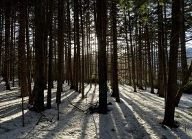 Light coming through trees in a forest