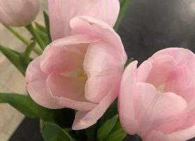 Closeup of pink flowers