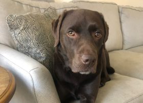 Erin's brown lab dog