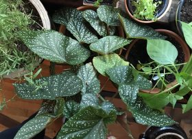 Closeup shot of a plant